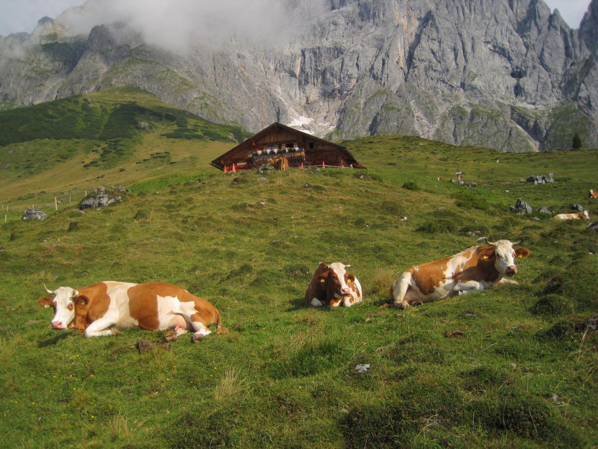 Appartamento Molteraugut Mühlbach am Hochkönig Esterno foto