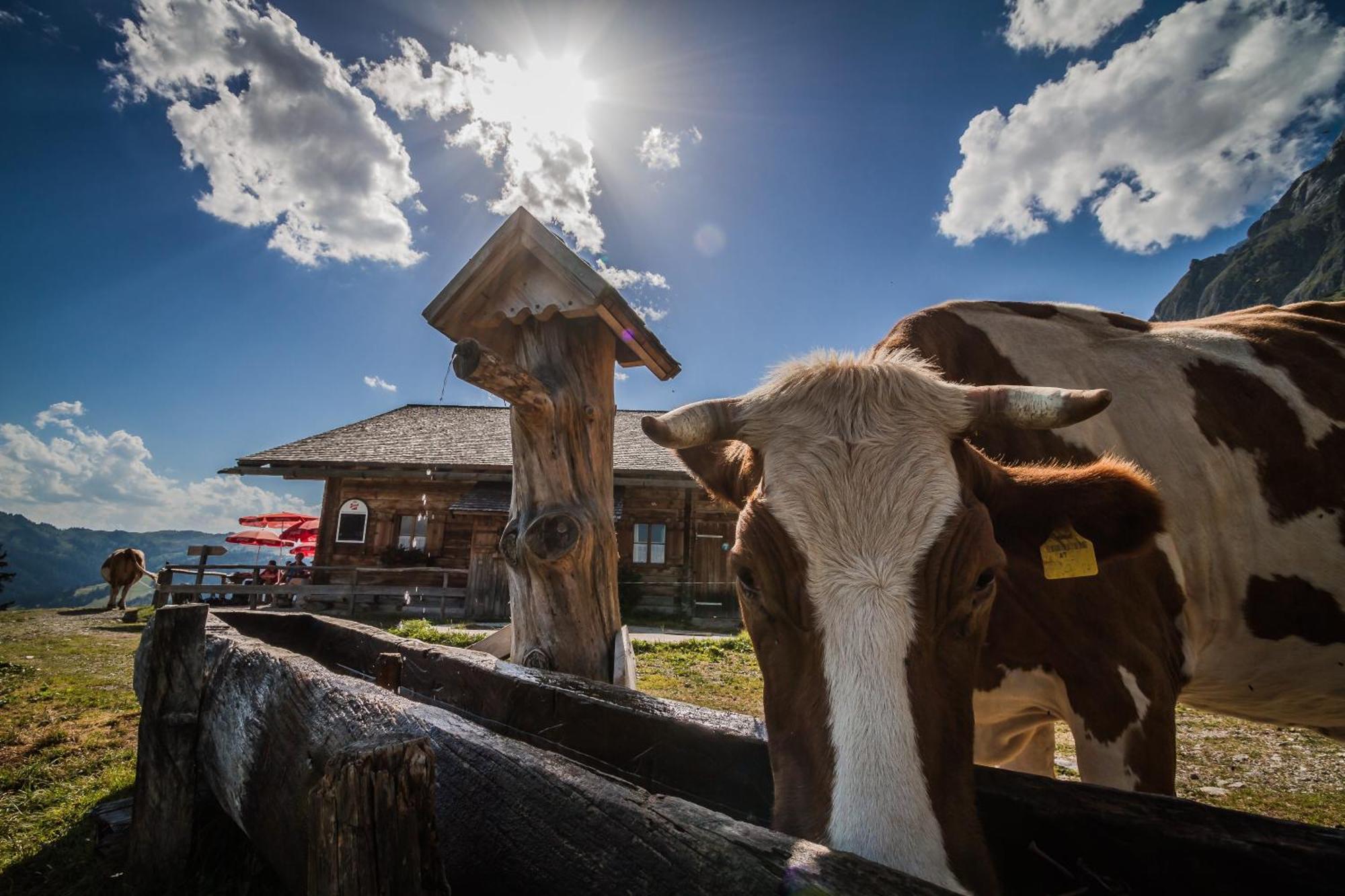 Appartamento Molteraugut Mühlbach am Hochkönig Esterno foto